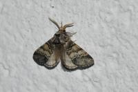 Drymonia ruficornis