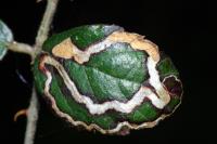 Stigmella aurella
