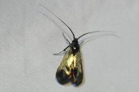 Adela reaumurella