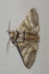 Drymonia ruficornis