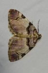 Anticlea derivata