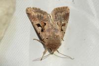 Orthosia gothica