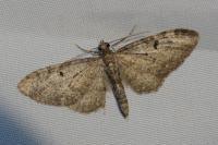 Eupithecia virgaureata