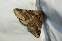 Lycia hirtaria