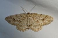 Ectropis crepuscularia