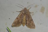 Orthosia incerta