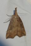 Hypena rostralis