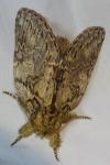 Peridea anceps