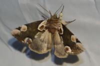 Thyatira batis