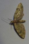 Chloroclystis v-ata