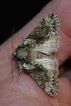 Polyploca ridens