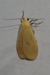 Wittia sororcula