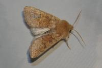 Orthosia miniosa