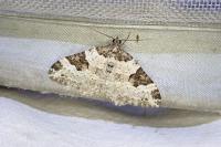 Xanthorhoe fluctuata
