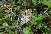 Anticlea derivata