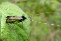 Adela reaumurella