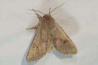 Orthosia populeti