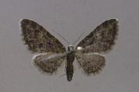 Eupithecia cocciferata