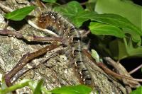 Lasiocampa quercus