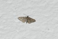 Gymnoscelis rufifasciata