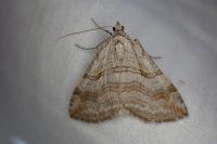Aplocera efformata/plagiata