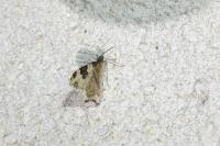 Xanthorhoe fluctuata