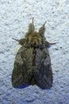 Peridea anceps