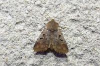 Orthosia gothica