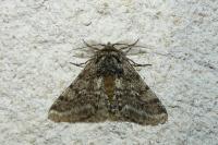 Lycia hirtaria