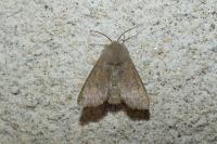 Orthosia gracilis