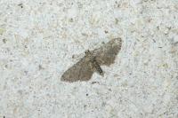 Gymnoscelis rufifasciata
