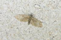 Eupithecia abbreviata