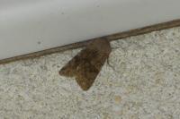 Orthosia incerta