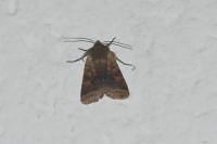 Spudaea ruticilla