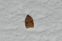 Acleris ferrugana/notana