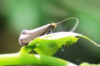 Nematopogon