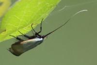 Adela reaumurella