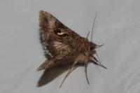 Autographa gamma