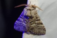 Drymonia ruficornis