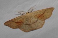 Cyclophora punctaria
