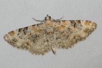 Eupithecia pulchellata