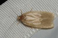 Agonopterix