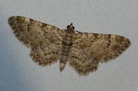 Gymnoscelis rufifasciata