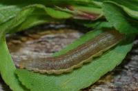 Conistra ligula