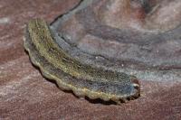 Conistra ligula