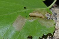 Coleophora serratella