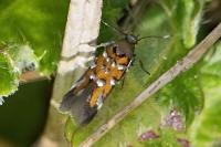 Pancalia leuwenhoekella