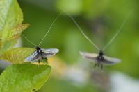 Adela reaumurella