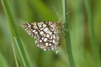 Chiasmia clathrata