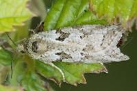 Cnephasia